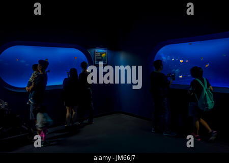 OSAKA, JAPAN - 18. Juli 2017: Unbekannte Leute zu fotografieren und genießen Meeresbewohner in Osaka Aquarium Kaiyukan in Osaka, Japan Stockfoto