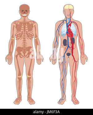 Die menschliche Anatomie. Satz von Vector Illustration auf weißem Hintergrund. menschlichen Körper Struktur: Skelett und Kreislauf Gefäßsystem. Stockfoto