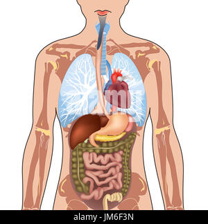 Menschliche Körper Anatomie. Vector Illustration auf weißem Hintergrund. Stockfoto