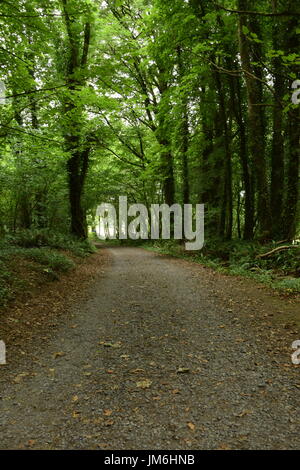 Knockma Waldspaziergang im Knockma Holz, County Galway, Irland Stockfoto
