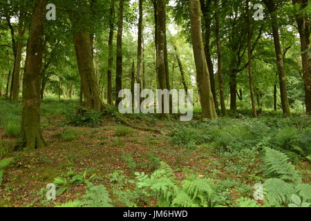 Landschaft des Knockma Holzes in der Grafschaft Galway, Irland Stockfoto