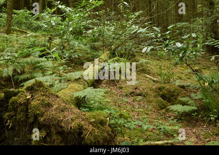 Gefallenen Baumstamm moosbedeckten in den Wäldern von Irland Stockfoto