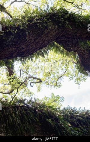 Farne wachsen auf einem Baum in Louisiana. Stockfoto