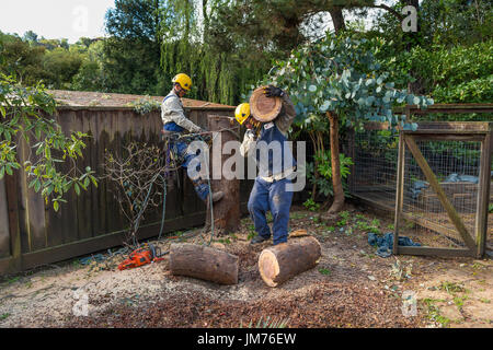 Baumtrimmer, Baum trimmen Dienst, Abholzen Eukalyptusbaum, mit Kettensäge, Baumpflege, Waldarbeiter, Stadt Novato, Marin County, Kalifornien Stockfoto