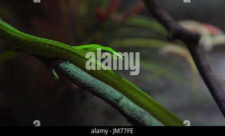 Orientalische Peitsche Schlange Ahaetulla am Baum, Thailand. Stockfoto