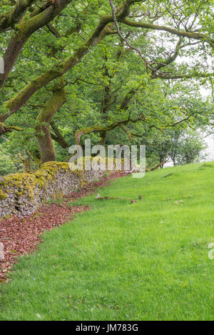 Landschaft der Landschaft Ackerland mit Stein gemacht Mauer rund um den Bauernhof. Aufnahme im Vereinigten Königreich. Stockfoto