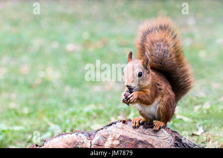 junge östlichen Fuchs, Eichhörnchen flaumige Schwanz sitzen auf Baum-Stub in Wald, isst Nuss Stockfoto
