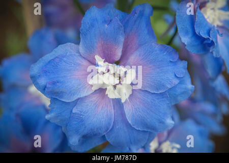 Nahaufnahme Foto Makroaufnahme einer blauen Garten Blume. Stockfoto