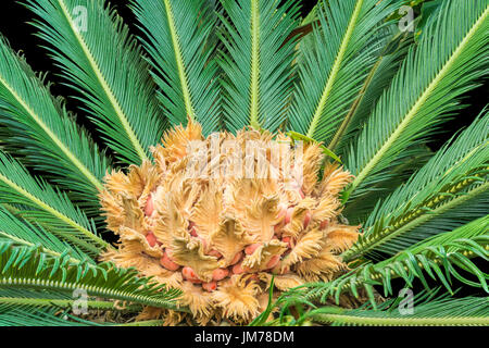 Detailansicht der Sago Palme (Cycas Revoluta) Stockfoto