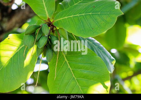 Nahaufnahme eines tropischen Mandeln wachsen in Honolulu, Hawaii Stockfoto