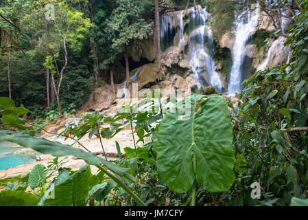 Lokalen Grünpflanzen und Wasserfall im Hintergrund. Stockfoto