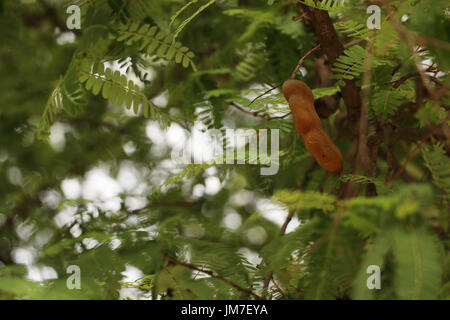 Tamarindenbaum im Wald, Fokus auf Tamarind auf Natur Hintergrund Stockfoto