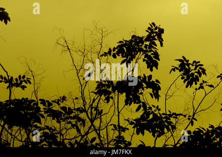 two birds perched on branch of tree,natural in twilight silhouette background,there are full of tree with dark shadow on gold background Stockfoto
