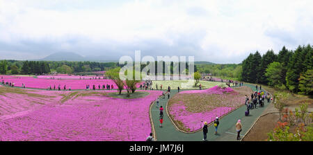 Fuji Shibazakura Festival findet jedes Jahr am Fuße des Mt. Fuji in der Nähe von Lake Kawaguchi, Präfektur Yamanashi. Stockfoto