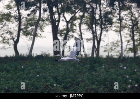 Graureiher, lokal als Dhupni Boak am Baikka Beel im Moulvibazar Bezirk von Bangladesh bekannt. Stockfoto