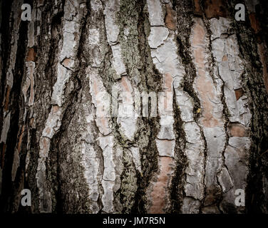 Baum braune Rinde Textur Detail, vertikale Linien, alte Stärke Konzept Stockfoto