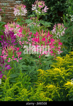 Cleome Hassleriana oder Spider-Anlage in Grenze mit Goldrute Stockfoto