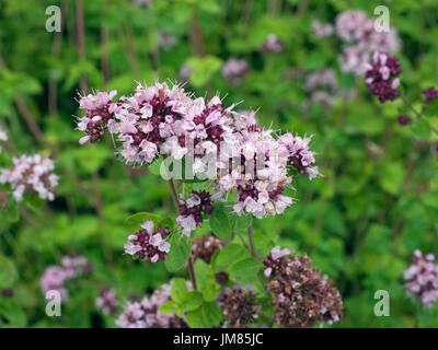 Majoram Origanum Vulgare Chilterns Böcke Stockfoto