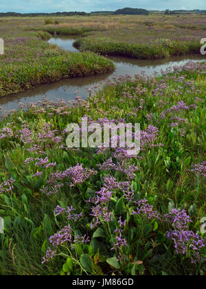 Strandflieder Limonium Vulgare Morston Sümpfe Norfolk UK Juli Stockfoto