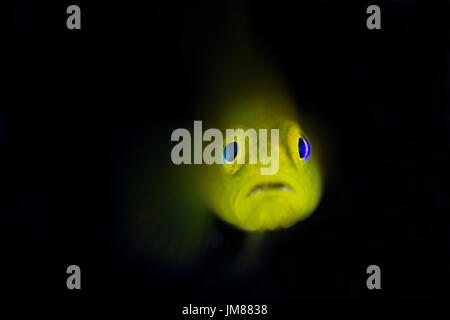Gelbe Clown Grundel (Gobiodon Okinawae) in der Lembeh-Strait Stockfoto