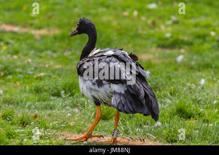 Magpie Goose an Slimbridge Stockfoto