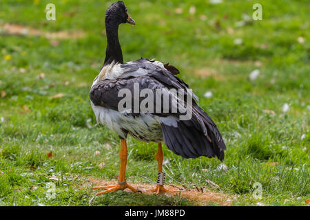 Magpie Goose an Slimbridge Stockfoto