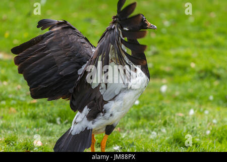 Magpie Goose an Slimbridge Stockfoto