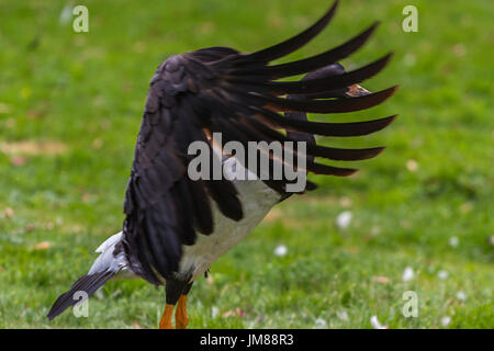 Magpie Goose an Slimbridge Stockfoto