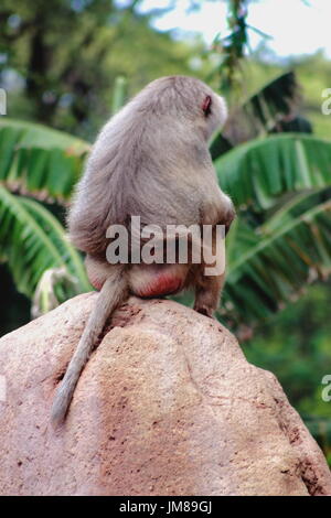 Der Hamadryas Pavian - eine Art von Pavian aus der Familie der Affen der alten Welt. Stockfoto