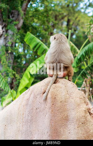 Der Hamadryas Pavian - eine Art von Pavian aus der Familie der Affen der alten Welt. Stockfoto