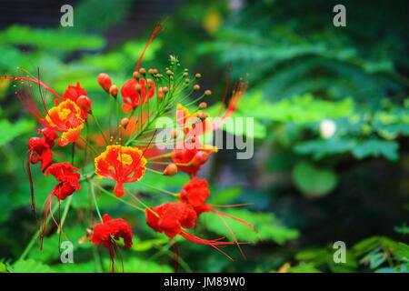 Nahaufnahme von Zwerg-Poinciana - Caesalpinia pulcherrima Stockfoto