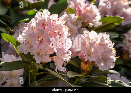 Rhododendron Aganniphum Blumen in voller Blüte im Frühjahr mit schönen dekorativen leuchtend rosa Blüten Stockfoto