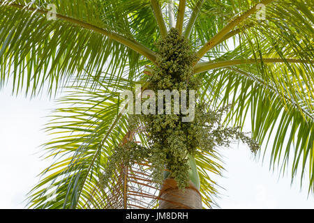 Palm Süßigkeiten, Palm-Bündel Stockfoto