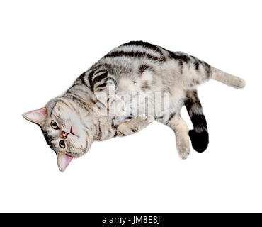 Amerikanische Kurzhaarkatze ist Rückenlage liegen. Stockfoto