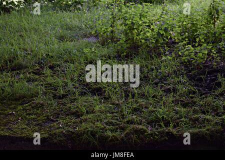 Bilder von Bäumen und langen Rasen und Blumen Stockfoto