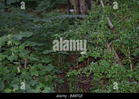 Bilder von Bäumen und langen Rasen und Blumen Stockfoto