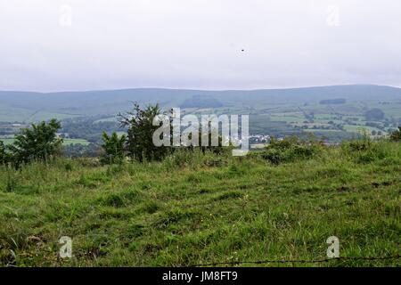 Bilder von Bäumen und langen Rasen und Blumen Stockfoto