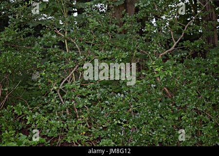 Bilder von Bäumen und langen Rasen und Blumen Stockfoto