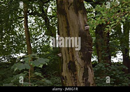 Bilder von Bäumen und langen Rasen und Blumen Stockfoto