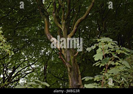 Bilder von Bäumen und langen Rasen und Blumen Stockfoto