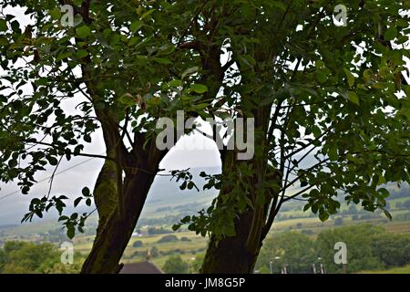 Bilder von Bäumen und langen Rasen und Blumen Stockfoto