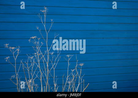 Bild zeigt: weiße Stängel und Blüten gegen Strandhütten an alten Hunstanton Norfolk © Julian Wyth. Alle Rechte vorbehalten. Keine unerlaubte Verwendung. Stockfoto