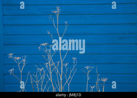 Bild zeigt: weiße Stängel und Blüten gegen Strandhütten an alten Hunstanton Norfolk © Julian Wyth. Alle Rechte vorbehalten. Keine unerlaubte Verwendung. Stockfoto