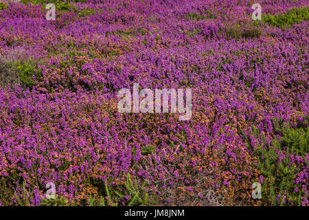 Sonnigen Sommernachmittag auf Dunwich Klippen mit Heather in Vollfarbe Stockfoto