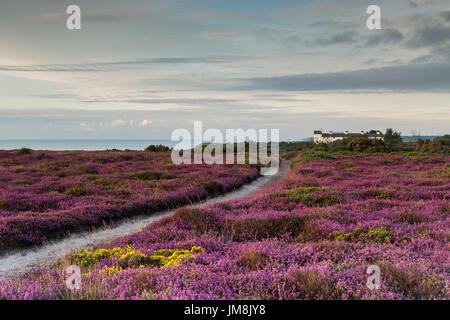 Kurz vor Sonnenaufgang auf Dunwich Klippen mit Heidekraut blühen und Coastguard Cottages in Ferne Stockfoto