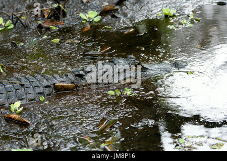 American alligator (Alligator mississippiensis), Corkscrew Swamp Sanctuary, Florida, USA Stockfoto