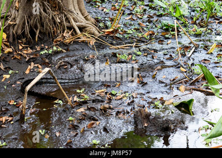 American alligator (Alligator mississippiensis), Corkscrew Swamp Sanctuary, Florida, USA Stockfoto