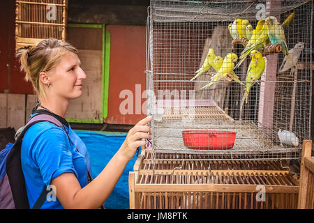 Mädchen auf der Suche auf gelb Papageien zum Verkauf in einem Viehmarkt in Yogyakarta, Java, Indonesien Stockfoto