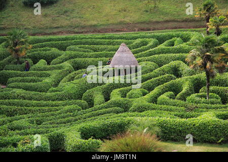 Menschen erkunden das Labyrinth bei Glendurgan Garden, Cornwall, England, UK Stockfoto