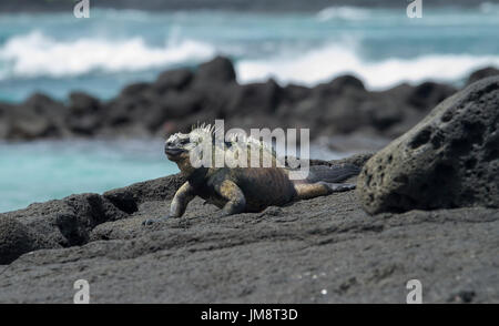 Marine Iguana auf den Galápagos-Inseln Stockfoto